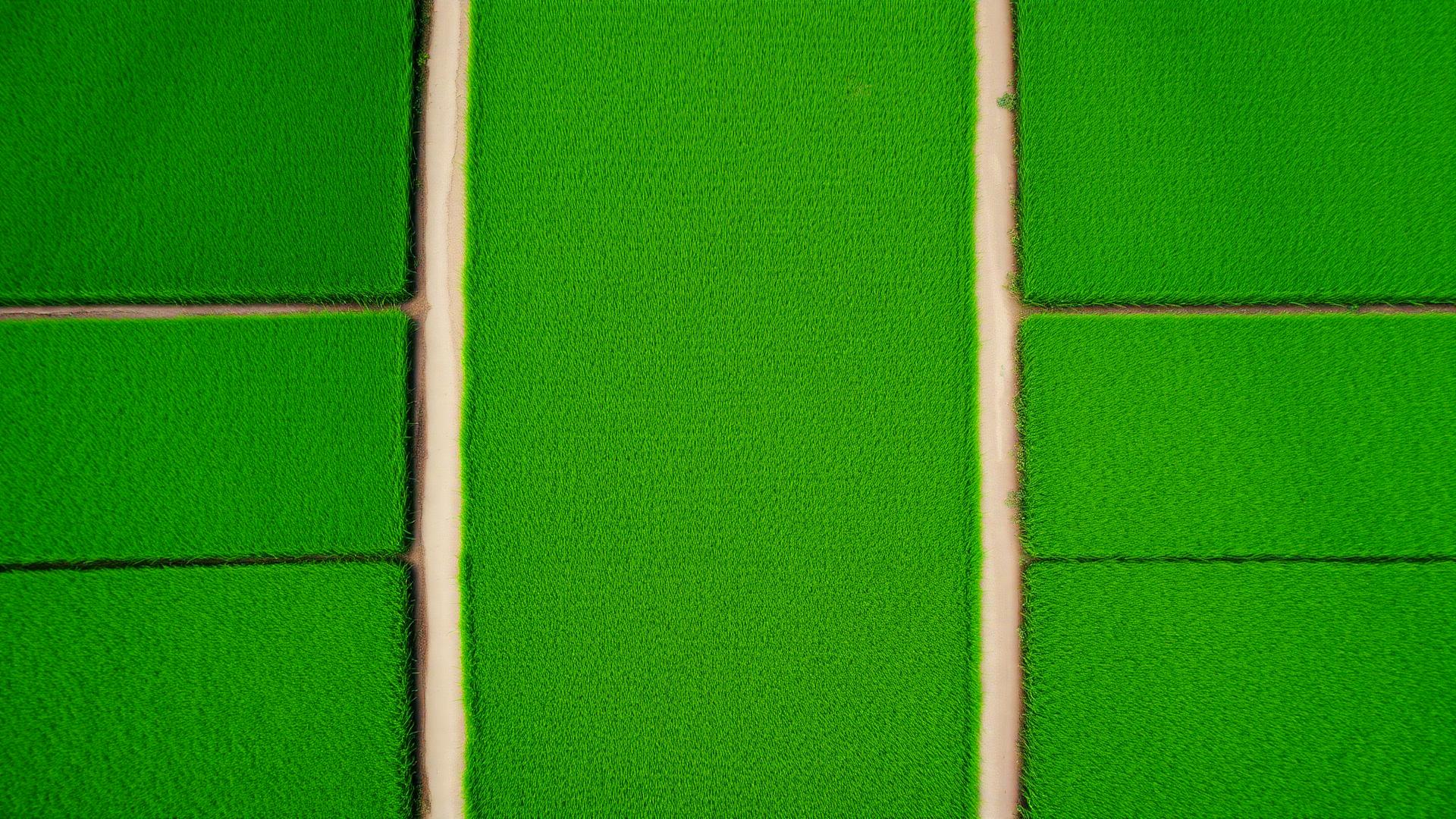 Field after drone spraying